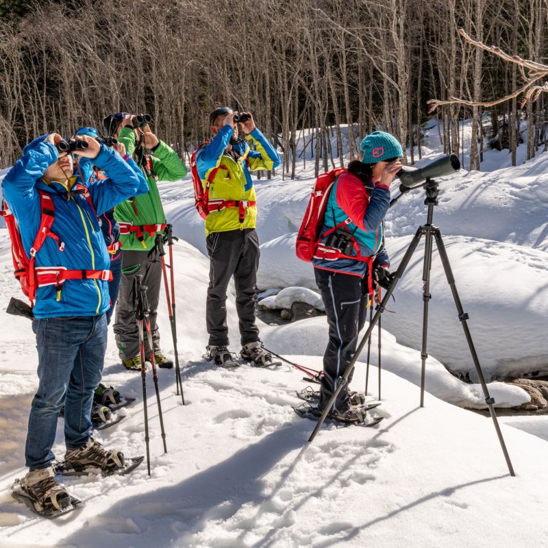 Spuren im Schnee: Winterprogramm startet im Kärntner Teil des Nationalparks Hohe Tauern